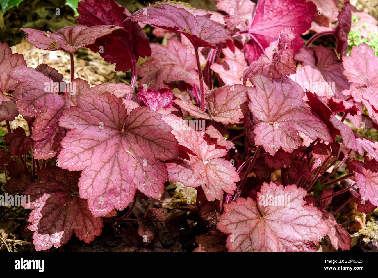 Heuchera 'Georgia Peach' Heuchera Foliage Garden Heuchera plante formant des amas portant des feuilles arrondies commence la couleur Spring Peachy s'assombrit au rouge-violet Banque D'Images