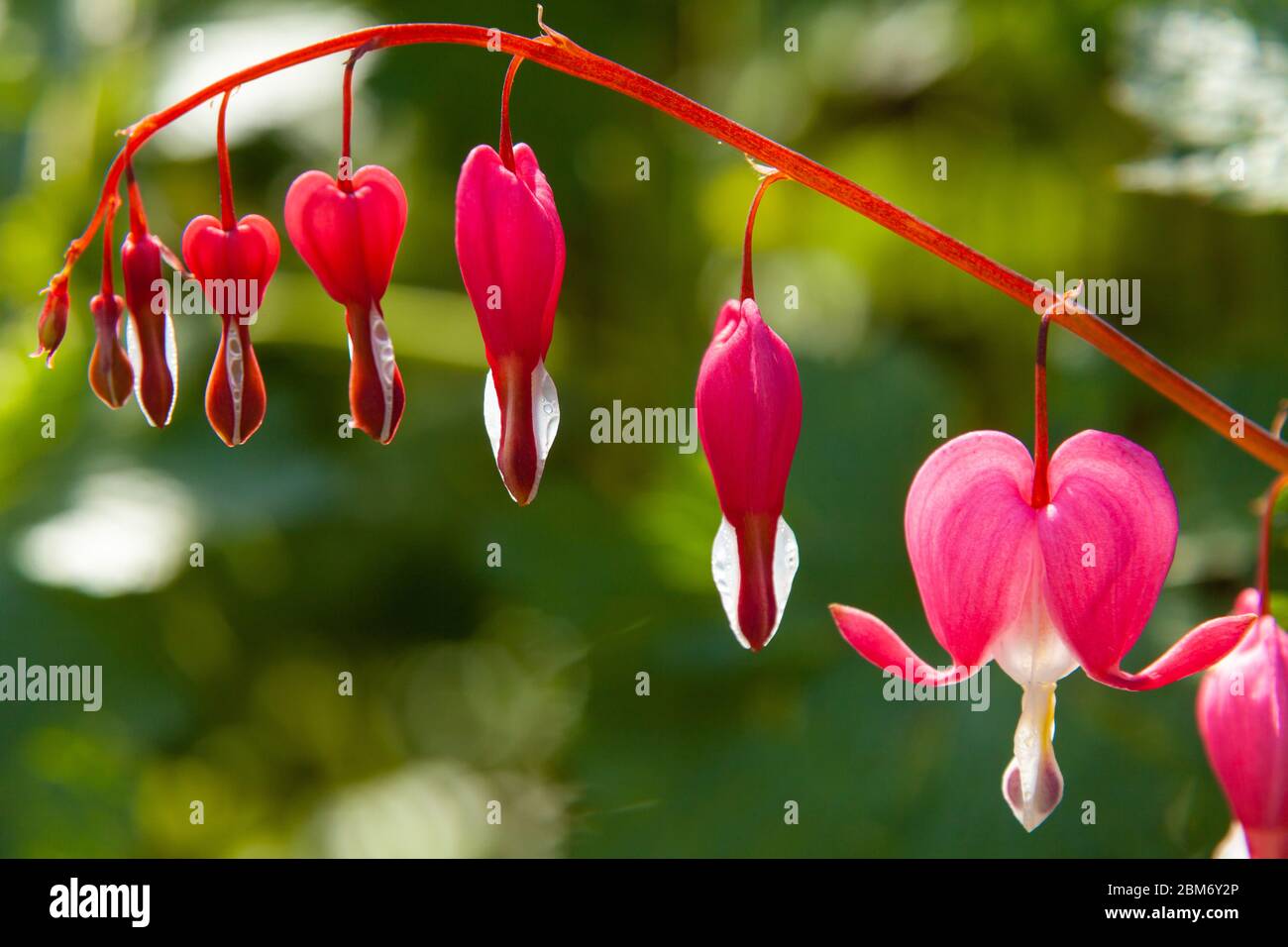Gros plan sur les fleurs de coeur de saignement au printemps. Banque D'Images