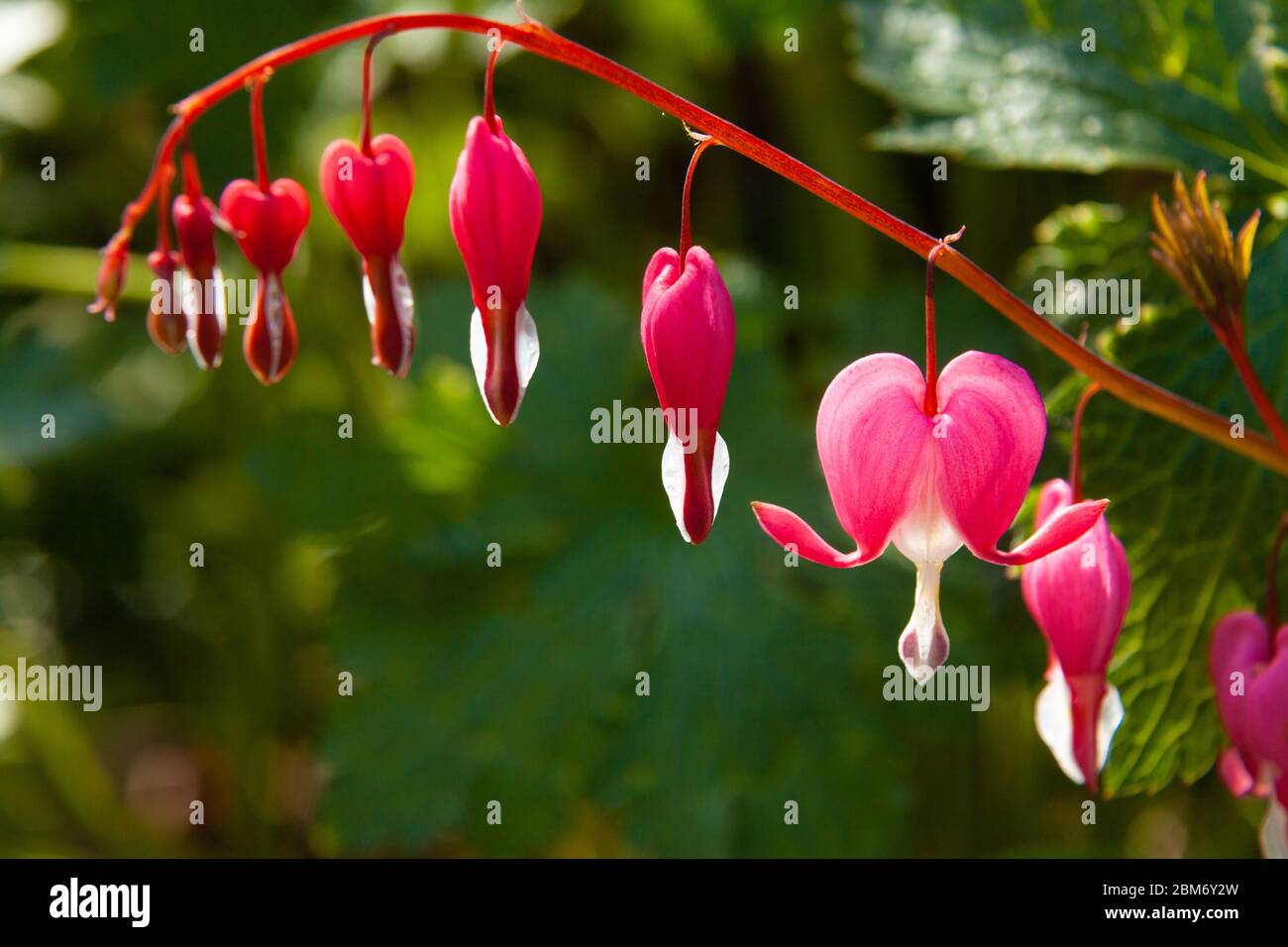Gros plan sur les fleurs de coeur de saignement au printemps. Banque D'Images