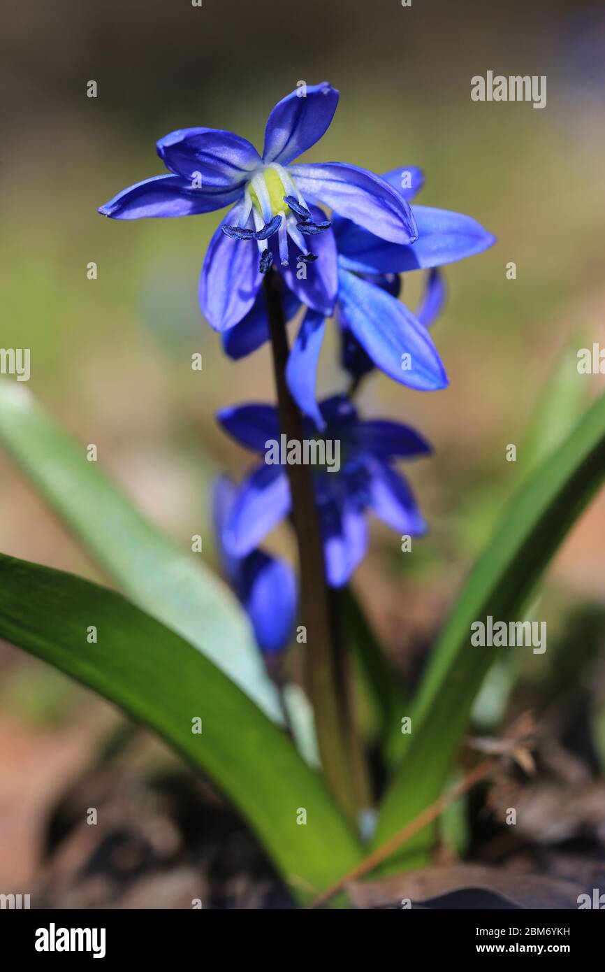 photo macro de fleurs sauvages de printemps en forêt Banque D'Images