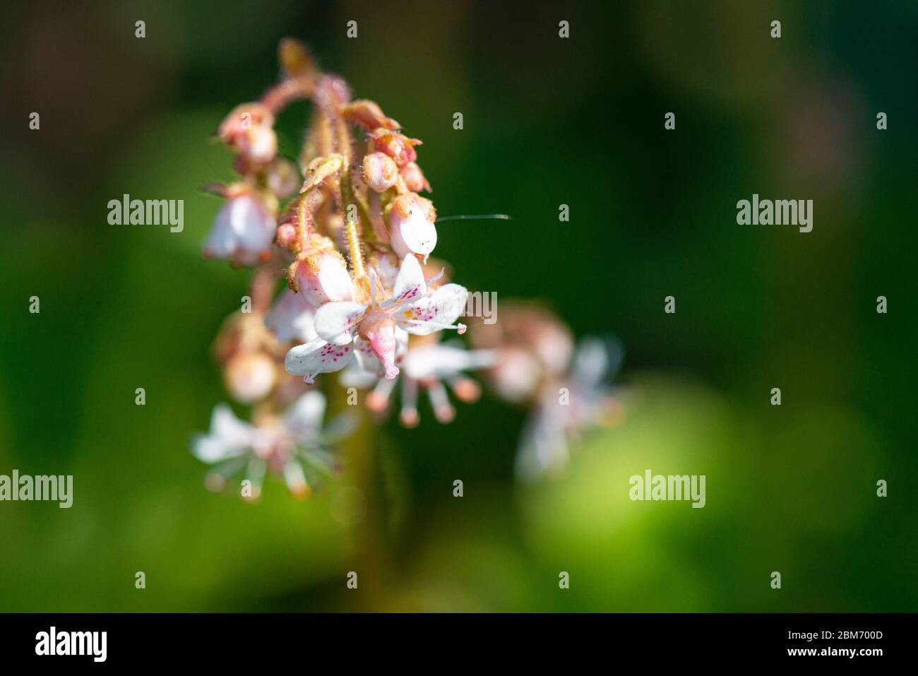 Les fleurs d'un Banque D'Images