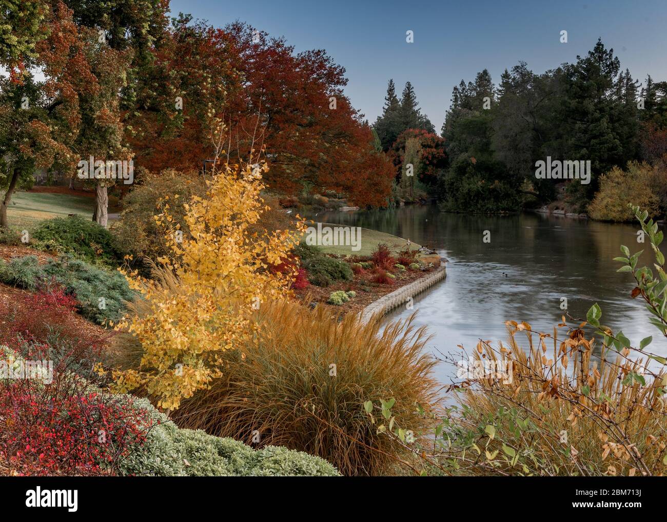 Les couleurs de l'automne à l'arboretum de l'UC Davis, Californie, États-Unis, lors d'une journée sans nuages avec ciel bleu Banque D'Images