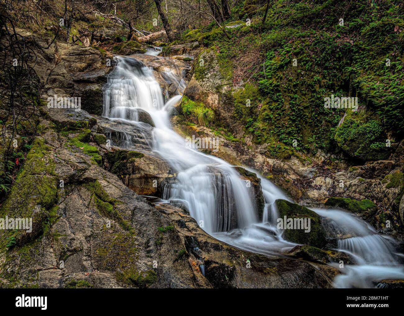 Les chutes de Frey Creek luxuriantes sur le sentier de la boucle Feather Falls, Oroville, Californie, États-Unis Banque D'Images