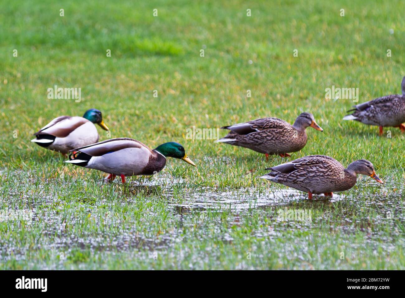 Groupe de canards colverts sur l'herbe verte après une grosse déverse sur la côte de l'Oregon Banque D'Images