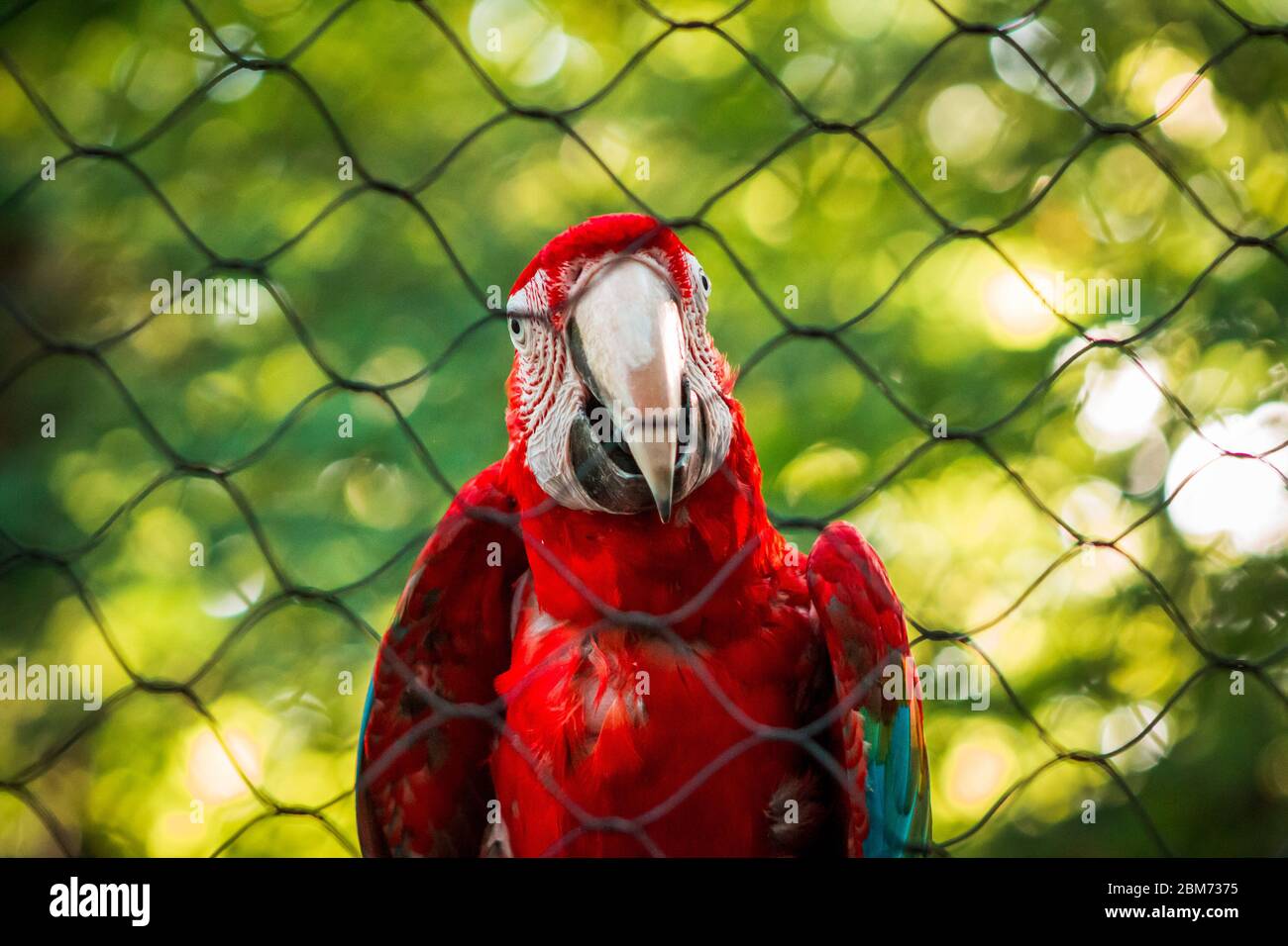 Perroquet de macaw dans une cage au zoo John ball Banque D'Images