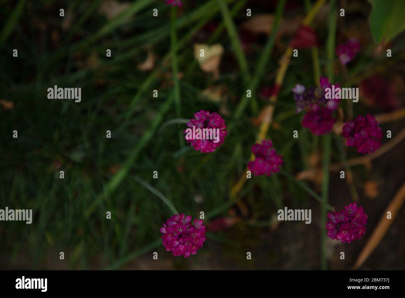 Fleurs violettes de l'Armeria maritima indigène vue dans un jardin à Londres en mai. Banque D'Images