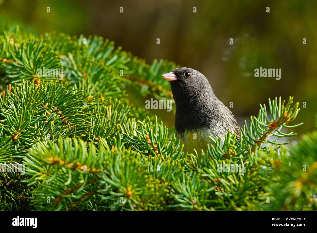 junco, un Junco à yeux foncés de couleur ardoise, est perché sur une branche d'épinette verte dans une région rurale du Canada de l'Alberta. Banque D'Images