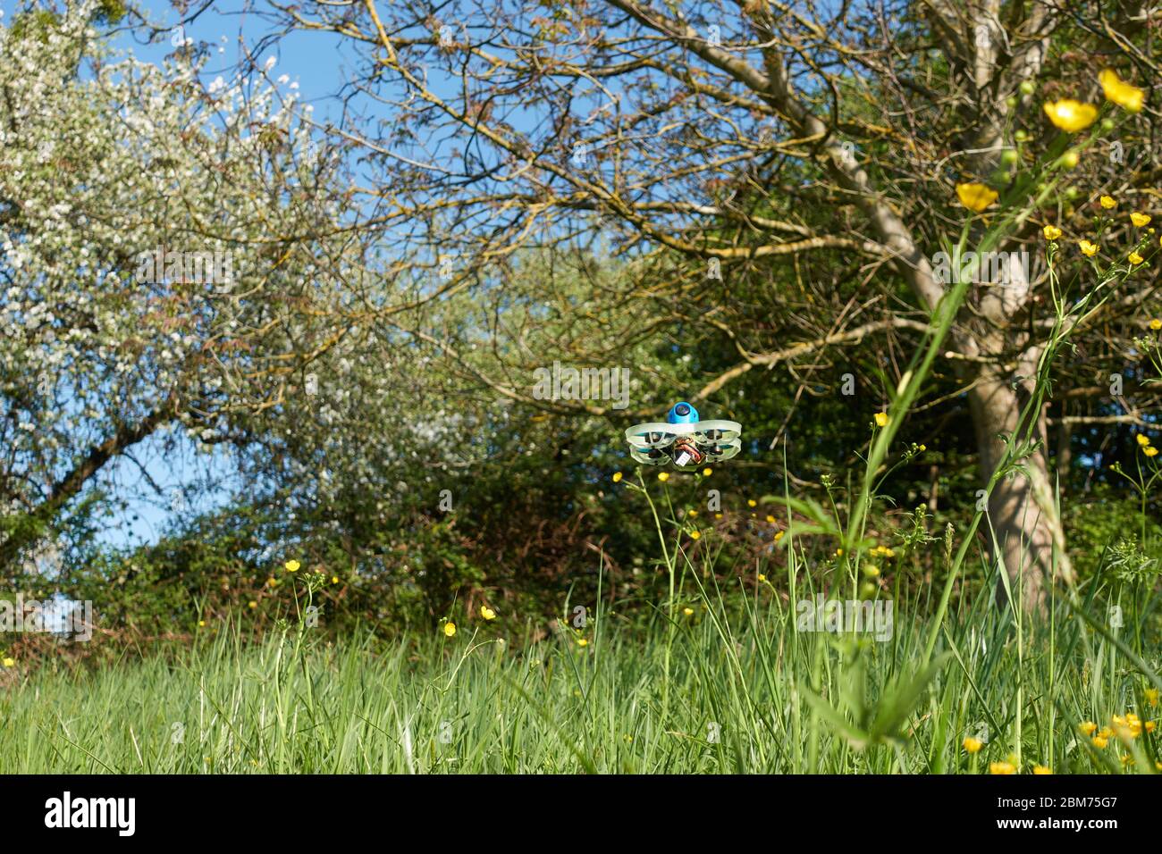 Petit drone bleu avec barre de protection blanche, passe en toute sécurité sur le champ de coupe de beurre, derrière lui un véritable arbre de noyer et de pommerNuertingen, Allemagne Banque D'Images