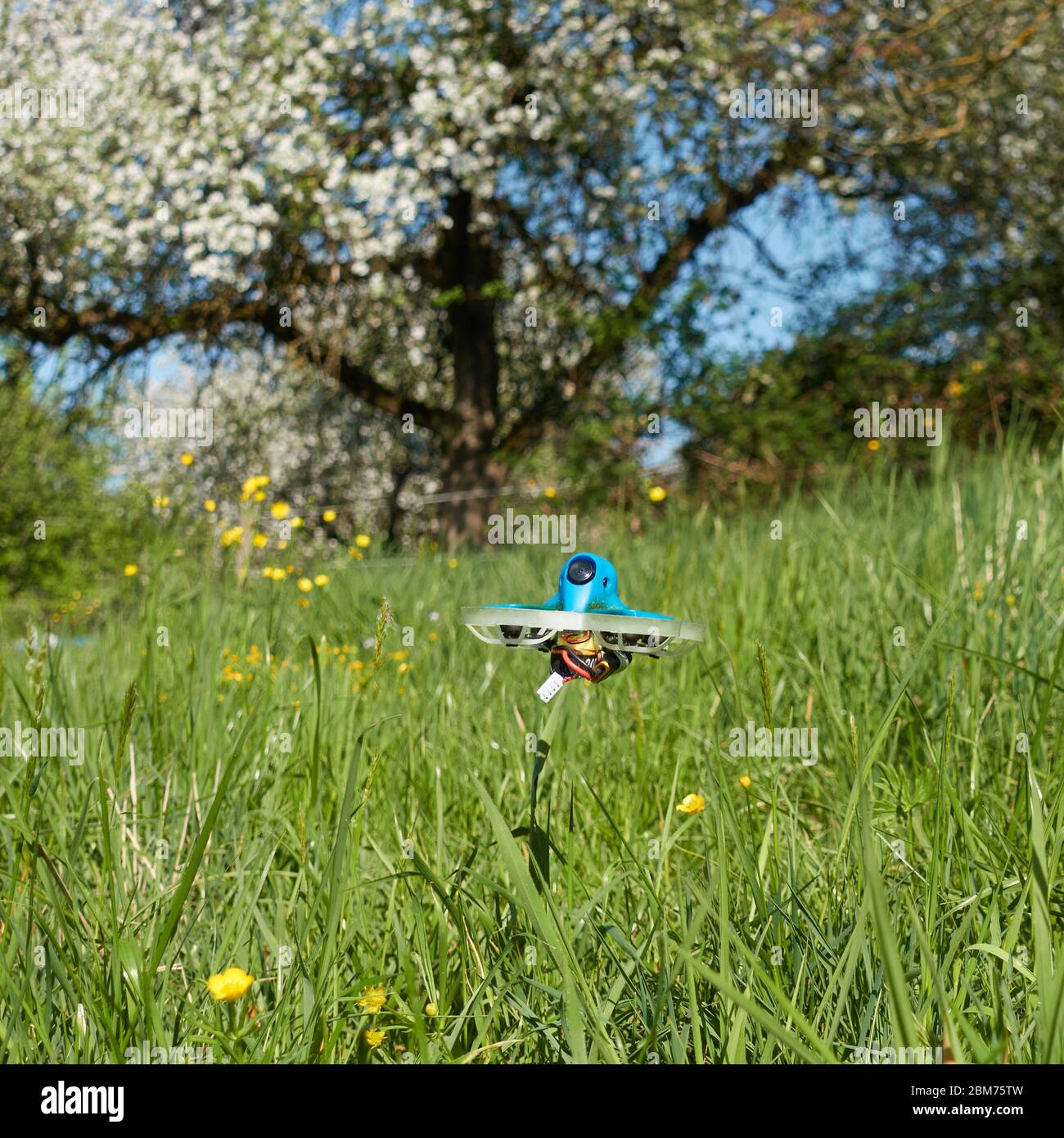 Petit drone bleu avec barre de protection blanche, qui se porte de manière fiable sur des prés verts, des butterbutterbups et des pommiers peuvent être vus.Nuertingen, Allemagne Banque D'Images