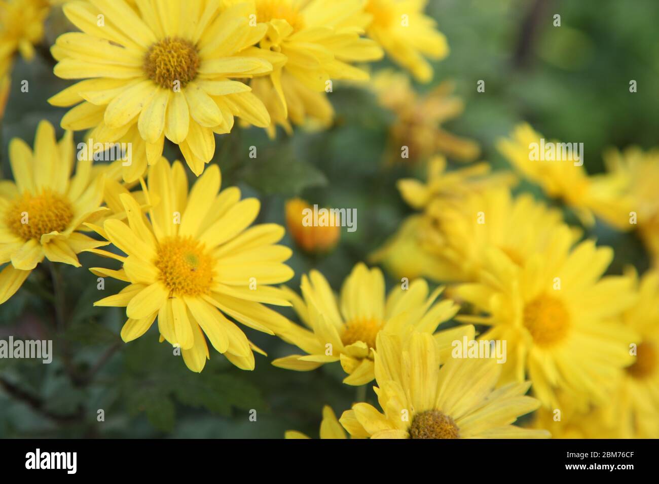 Petite fleur d'étoile jaune, pâquerettes jaunes, Sphagneticola trilobata, Melampodium Divaricatum, fond vert, Parc, Inde, Asie (© Saji Maramon) Banque D'Images