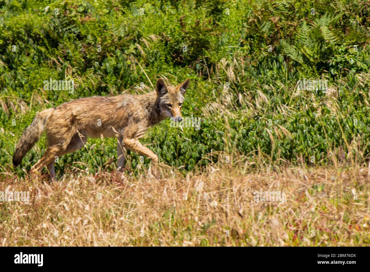 Coyote dans le parc Golden Gate Banque D'Images