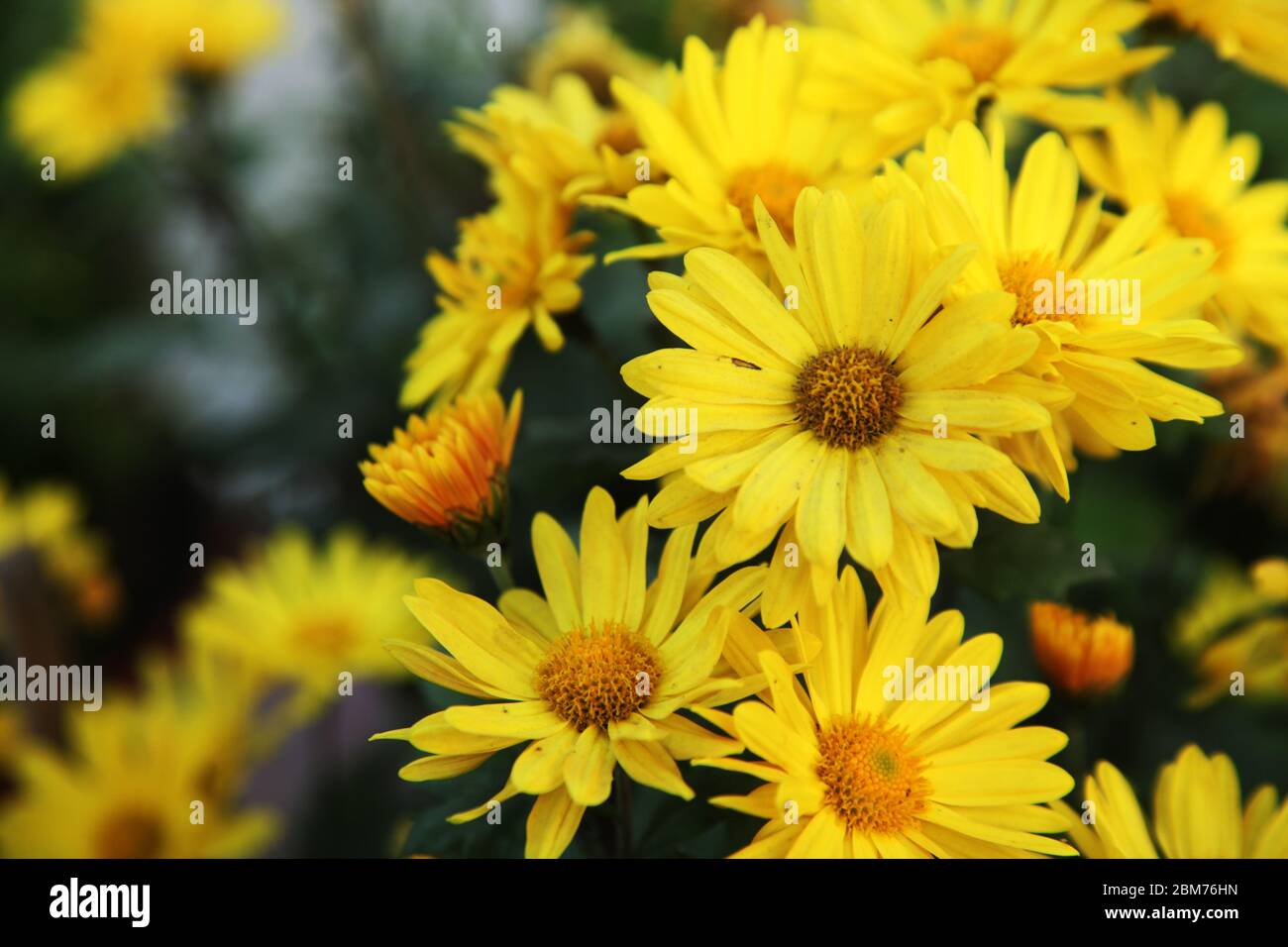 Petite fleur d'étoile jaune, pâquerettes jaunes, Sphagneticola trilobata, Melampodium Divaricatum, fond vert, Parc, Inde, Asie (© Saji Maramon) Banque D'Images