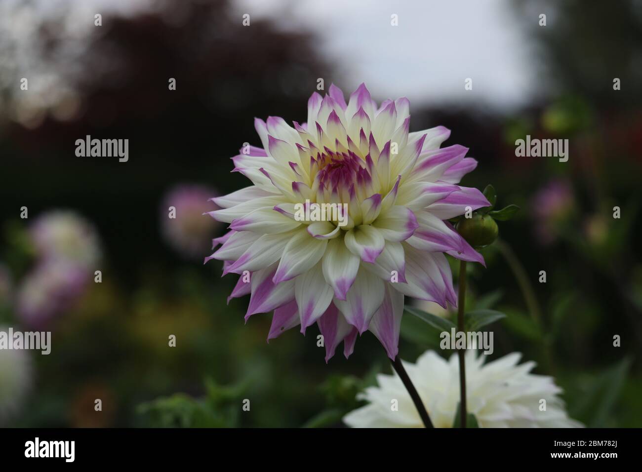 Fleur blanche et violette en fleur d'automne, Cheshire, Royaume-Uni Banque D'Images