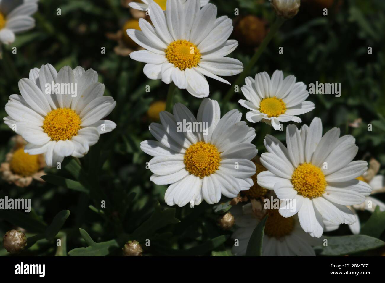 Cinq fleurs en fleur de printemps Banque D'Images