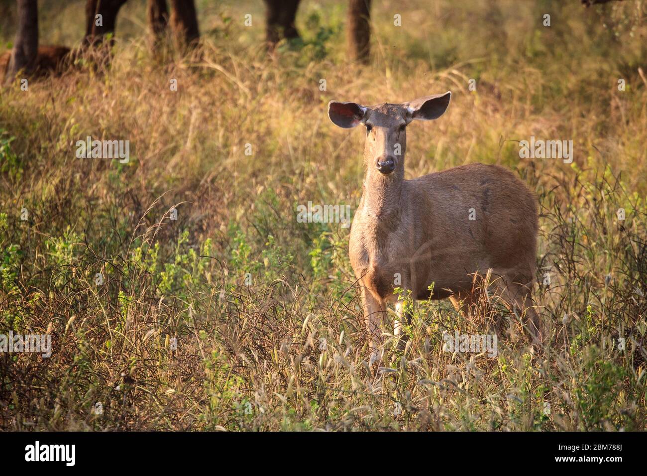 Une femelle de cerf Sambar dans la réserve de tigres de Sariska au Rajasthan, en Inde Banque D'Images