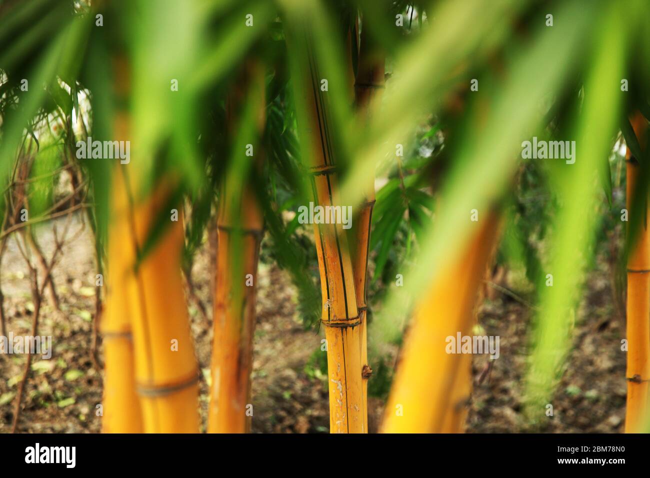 Bamboo Picture, Bamboo Forest, Bamboo pour les poteaux, plantes du Nil, murale zen, bambou solide, un beau et polyvalent, (photo ©Saji Maramon) Banque D'Images