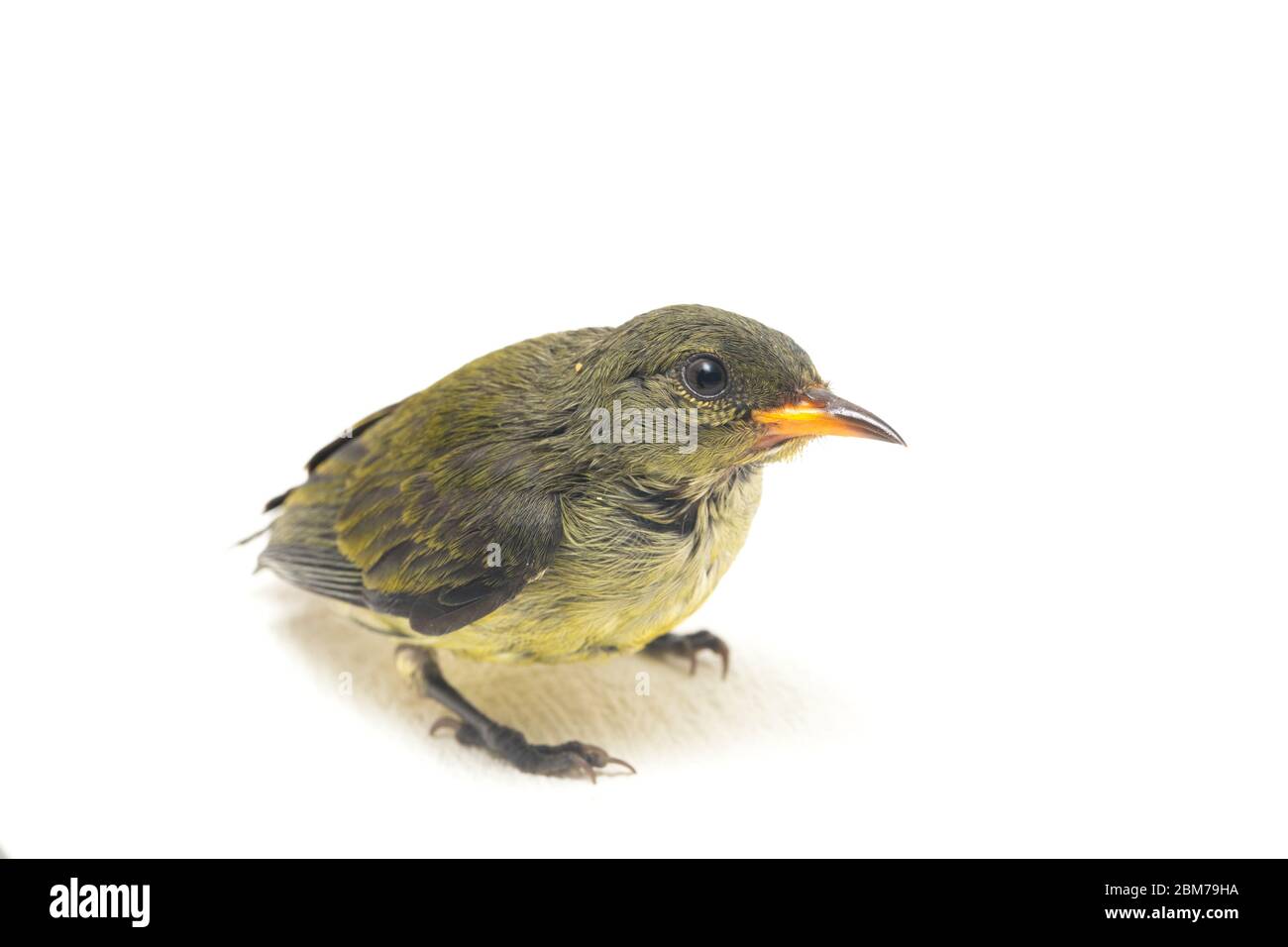 Le pic à tête de scarlet (Diceeum trochileum) . isolé sur fond blanc Banque D'Images