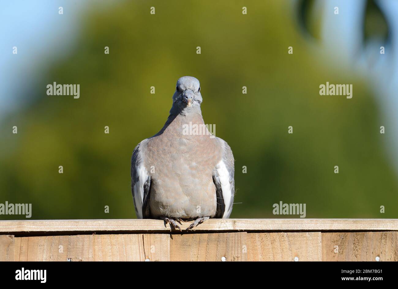 Jeune pigeon en bois (Columba palumbus) situé sur une clôture de jardin Banque D'Images