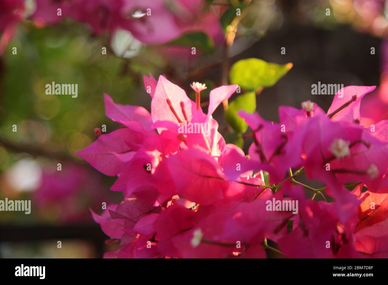 Fleurs roses - plante tropicale Bougainvillea, Delhi, Inde (Copyright © Saji Maramon) Banque D'Images