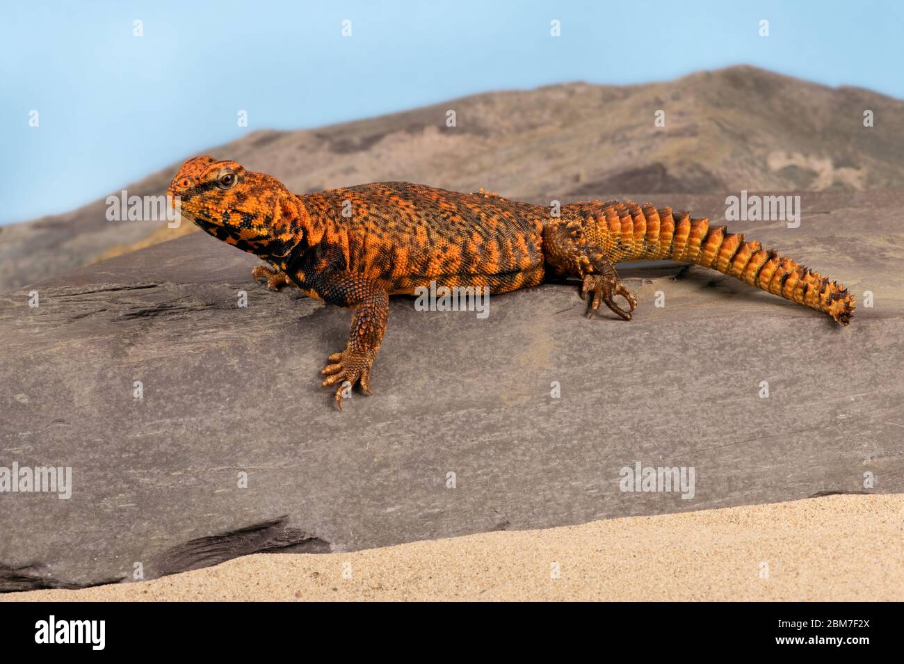Uromastyx Geyri dans la scène du désert Banque D'Images