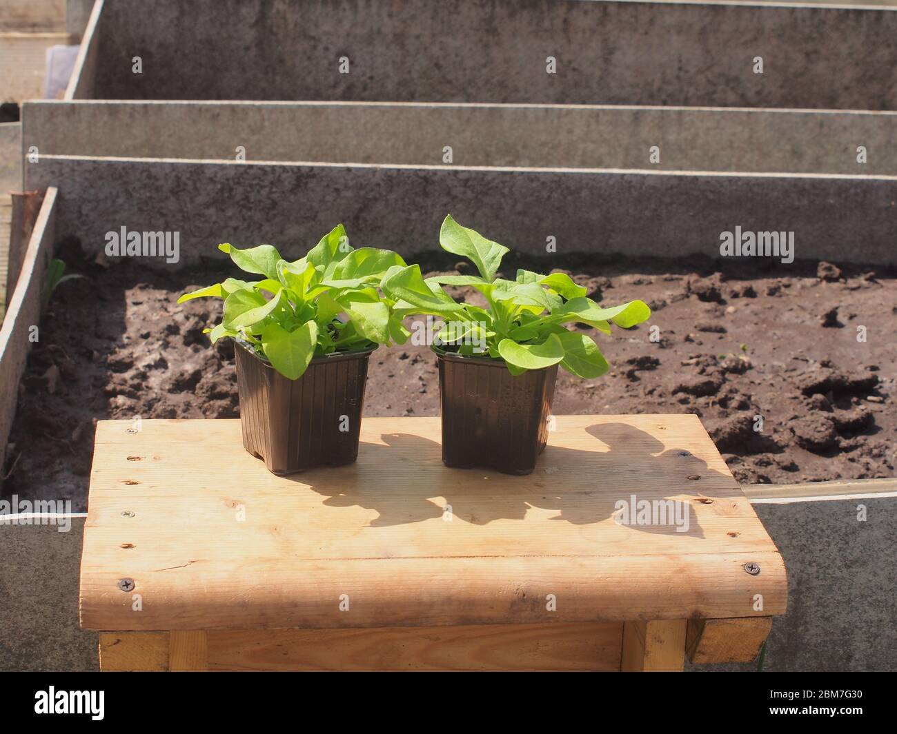 Sur un banc en bois se trouve une plantule Petunia avant de planter dans le sol. Floriculture. Banque D'Images