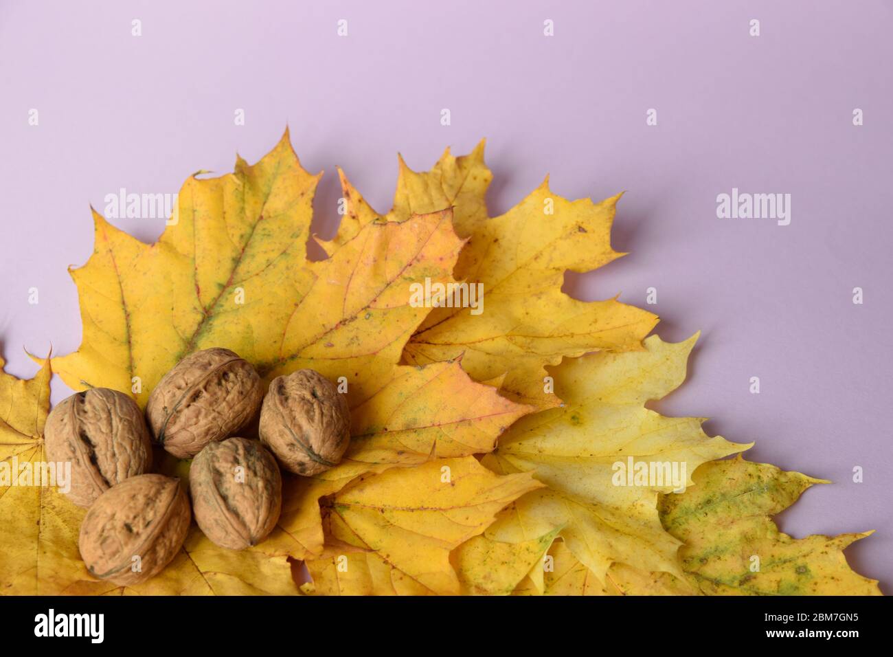 Feuilles d'automne jaunes avec des noix sur fond de lilas pastel. Copier l'espace. Pose à plat. Vue de dessus. Espace pour le texte. Composition des salutations. Banque D'Images