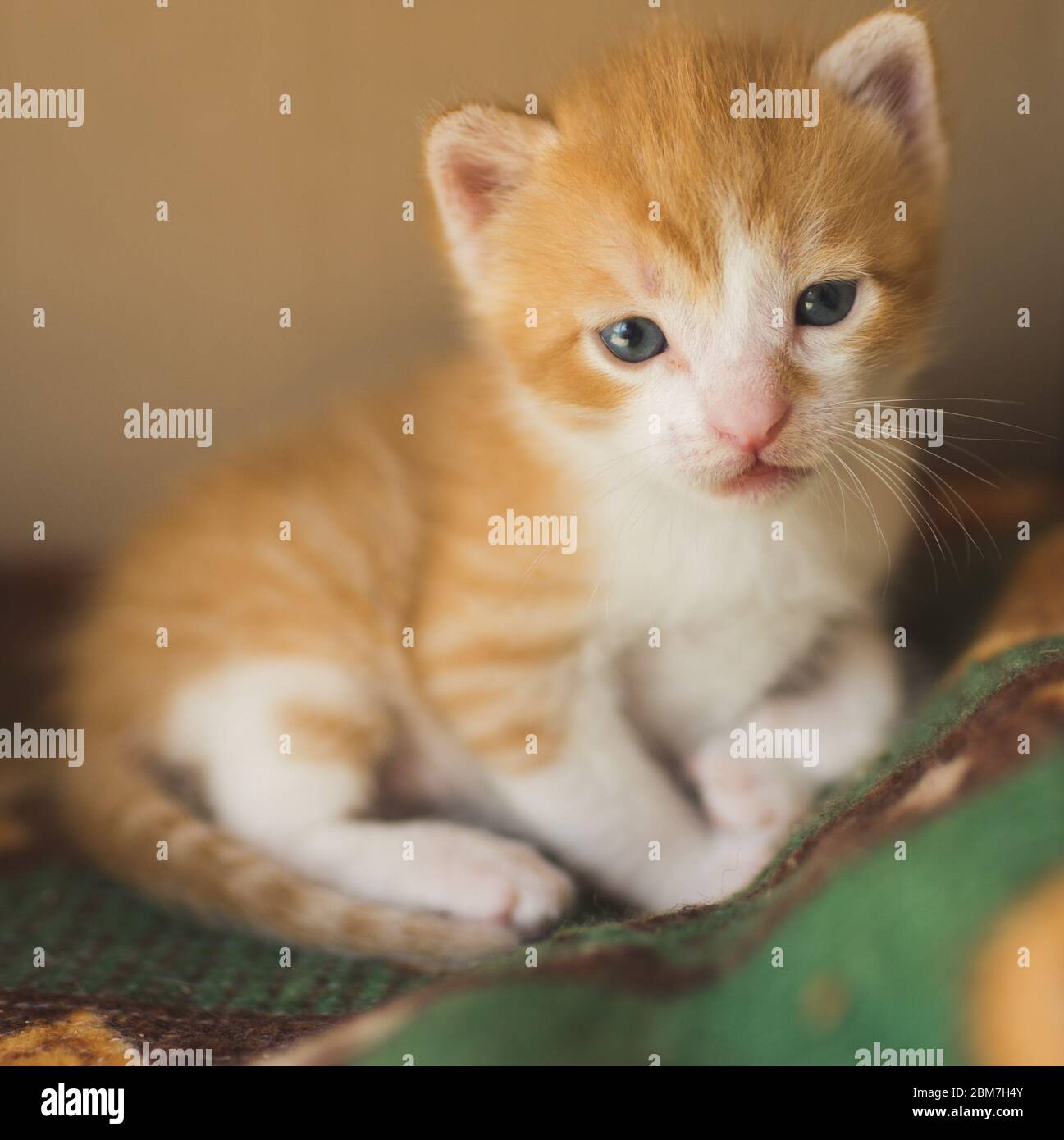 Chaton nouveau-né blanc rouge reposant sur le lit Banque D'Images