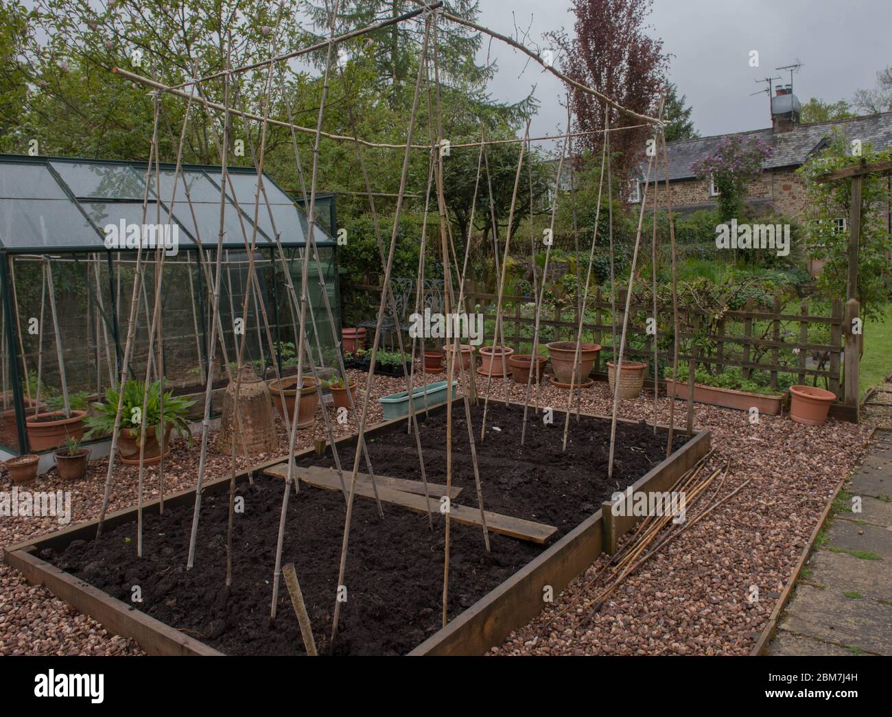 Wigwam de bambou fait maison pour faire pousser des légumes et des plantes grimpantes dans un lit surélevé sur un allotement dans un jardin de légumes dans le Devon rural, Angleterre, Banque D'Images