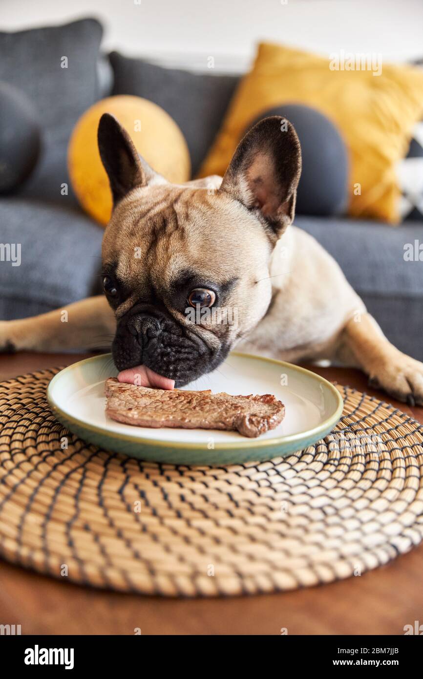 Chien français mal élevé mangeant de la nourriture à partir de la table. Banque D'Images