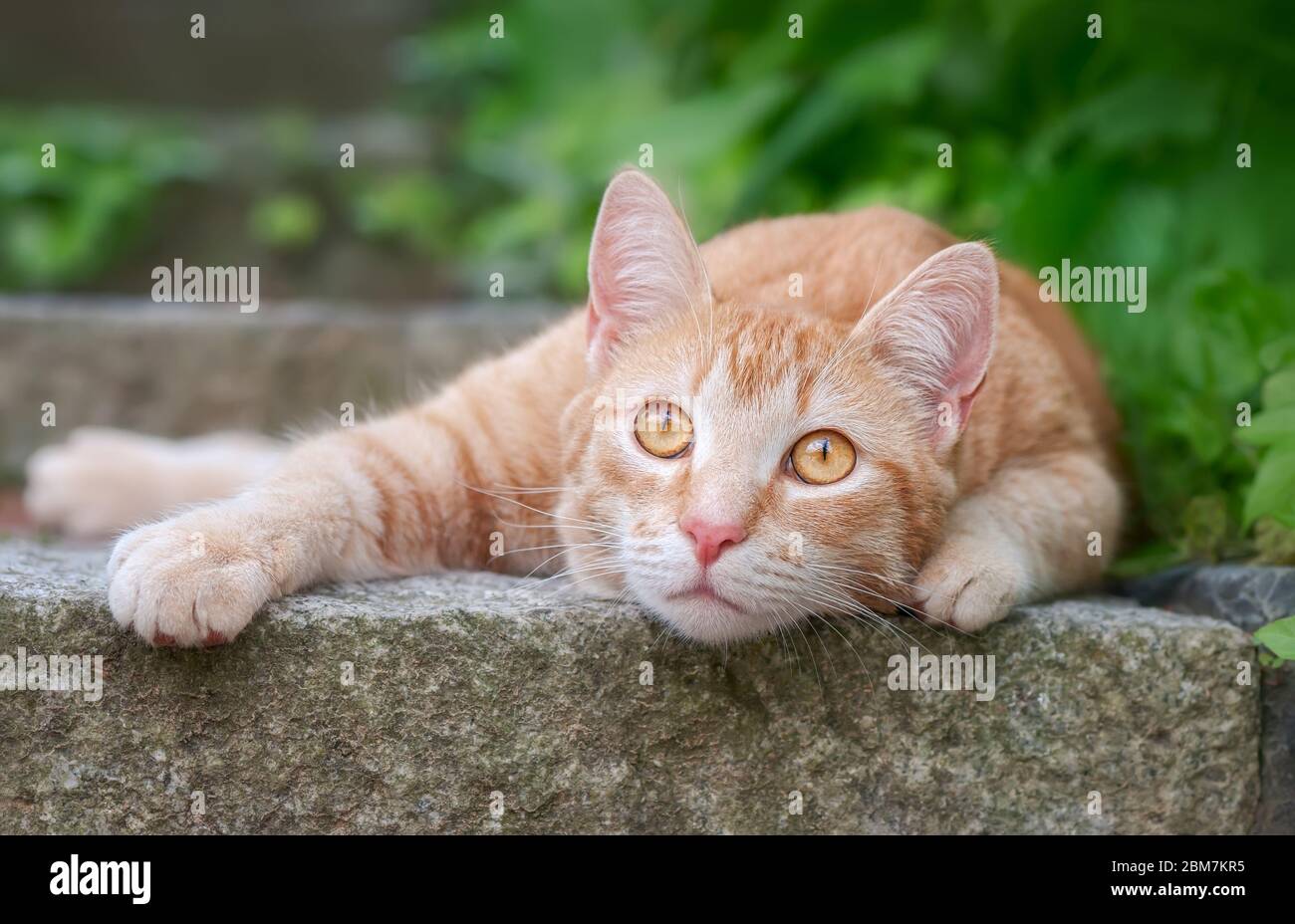 Mignon jeune chat de gingembre, européen Shorthair, allongé sur un pas de pierre dans un jardin et regardant curieusement avec les yeux orange larges, Allemagne Banque D'Images