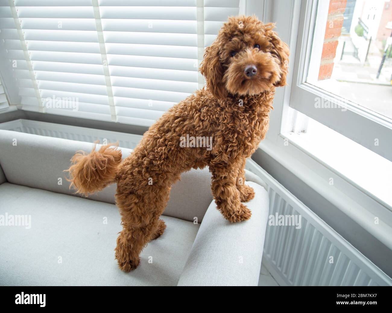 Un chiot miniature à la coupe et adorable donne sur une fenêtre de chambre dans un décor intérieur domestique élégant Banque D'Images