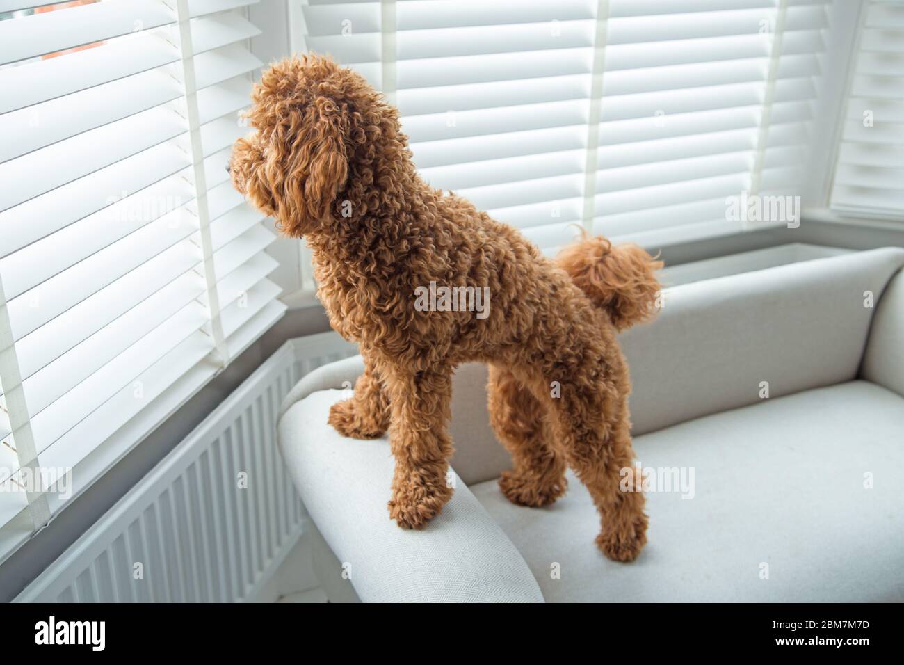 Poodle cut Banque de photographies et d'images à haute résolution - Alamy