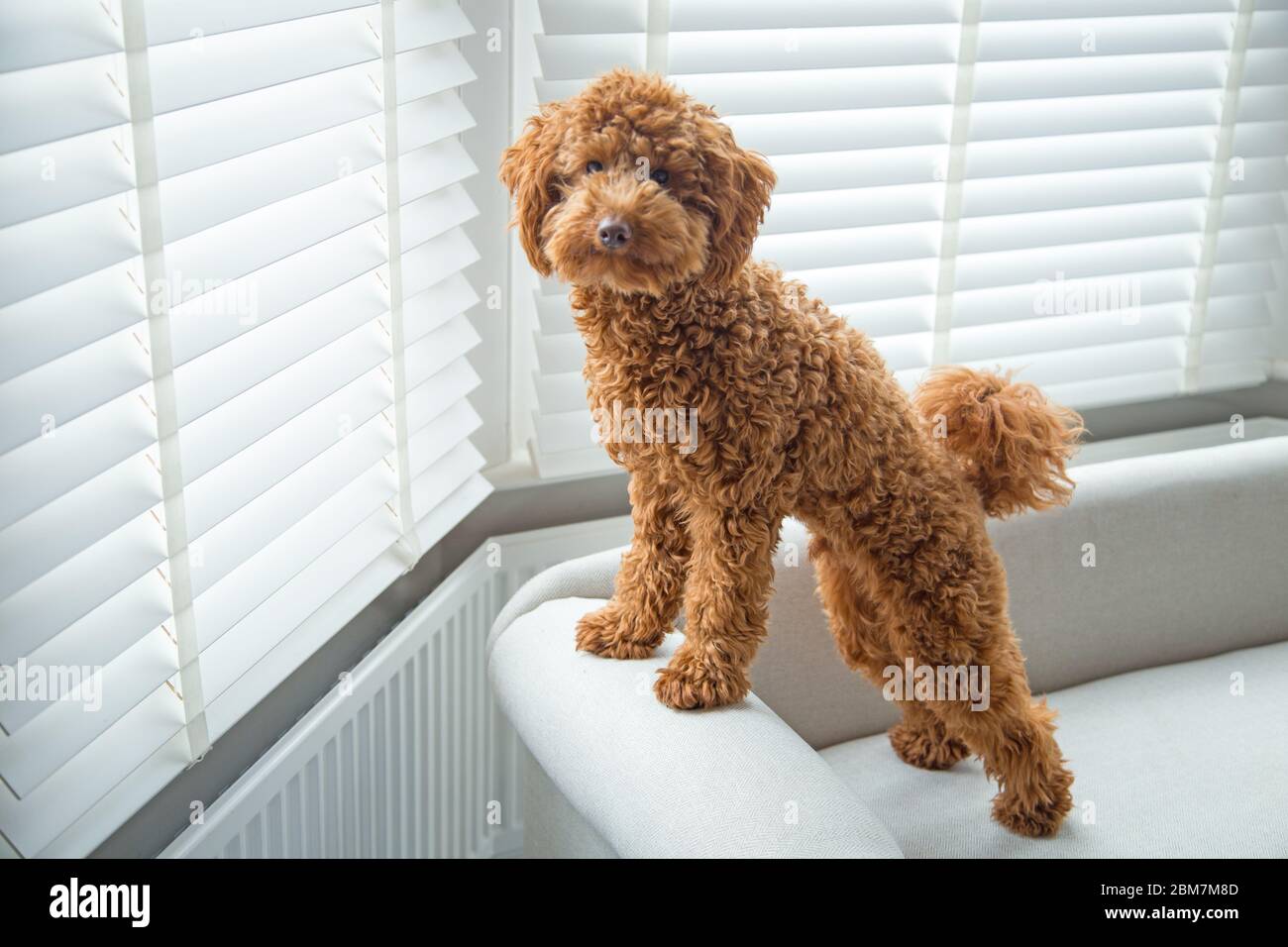 Un chiot miniature à la coupe et adorable donne sur une fenêtre de chambre dans un décor intérieur domestique élégant Banque D'Images