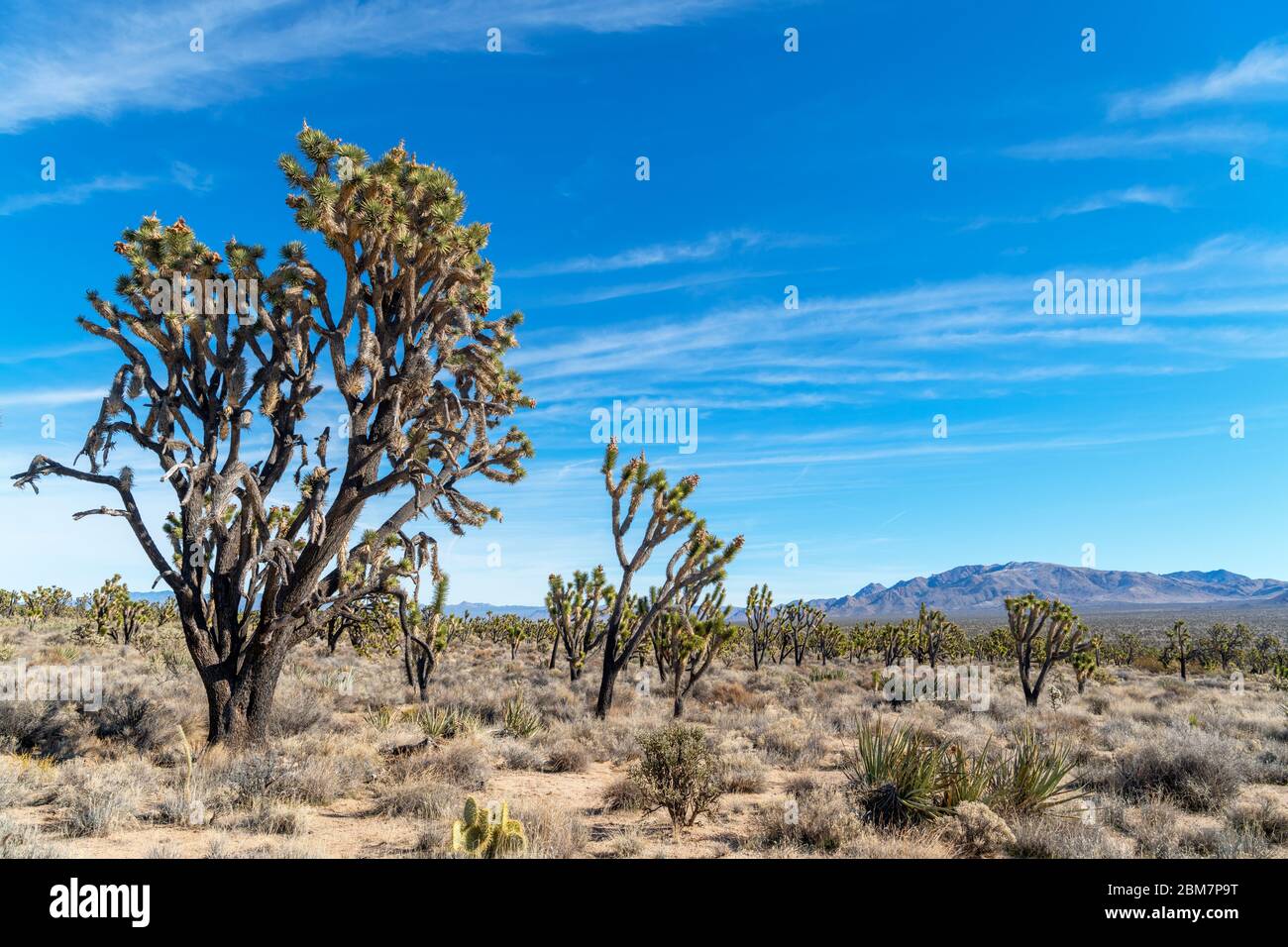 Joshua Trees (Yucca brevifolia) dans la réserve nationale de Mojave, désert de Mojave, Californie, États-Unis Banque D'Images
