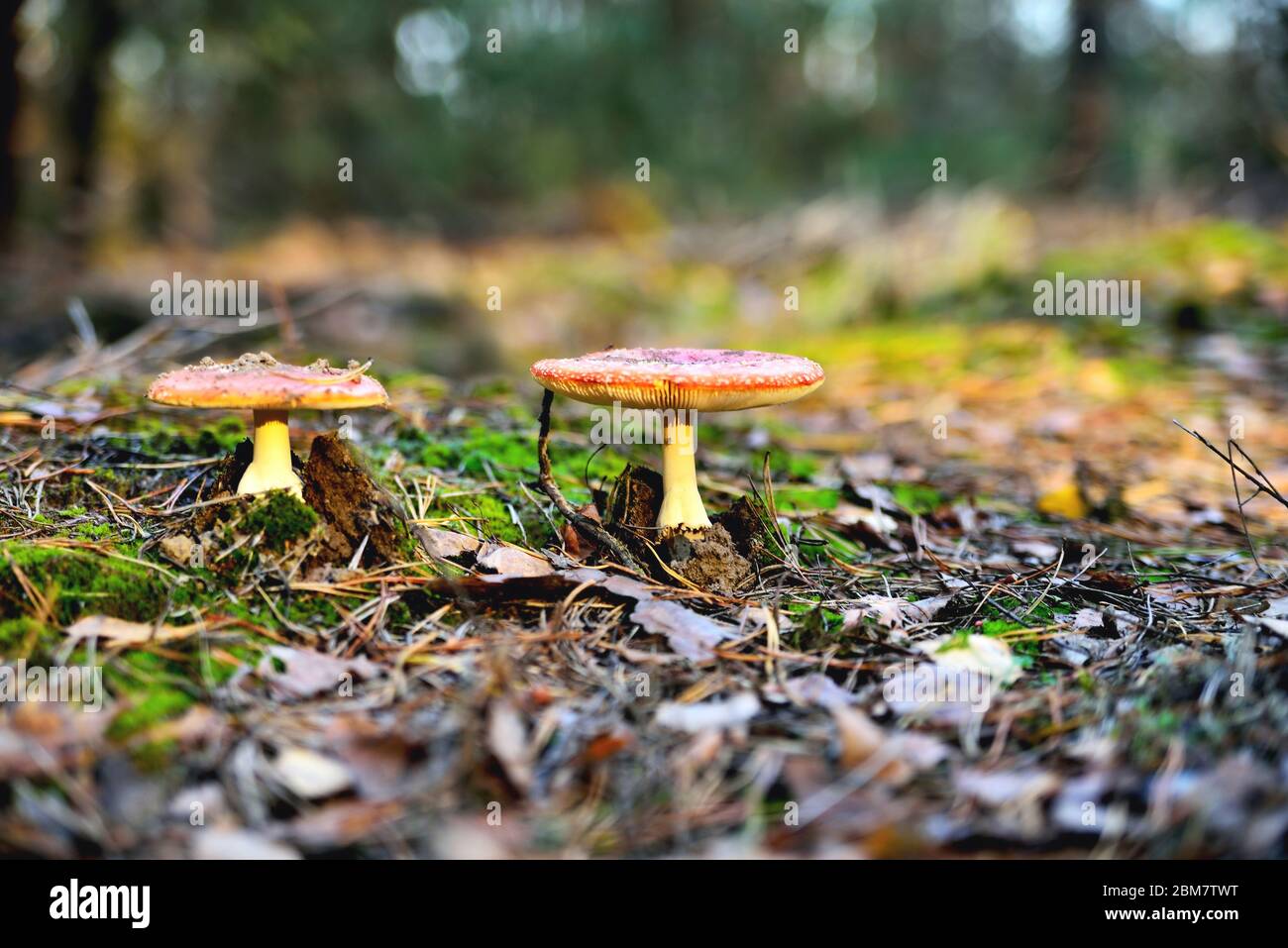 Une paire de champignons toxiques non comestibles de mouche agaric dans l'environnement naturel, forêt d'automne, mousse verte, herbe, feuilles mortes, teinture, jour ensoleillé, extra Banque D'Images