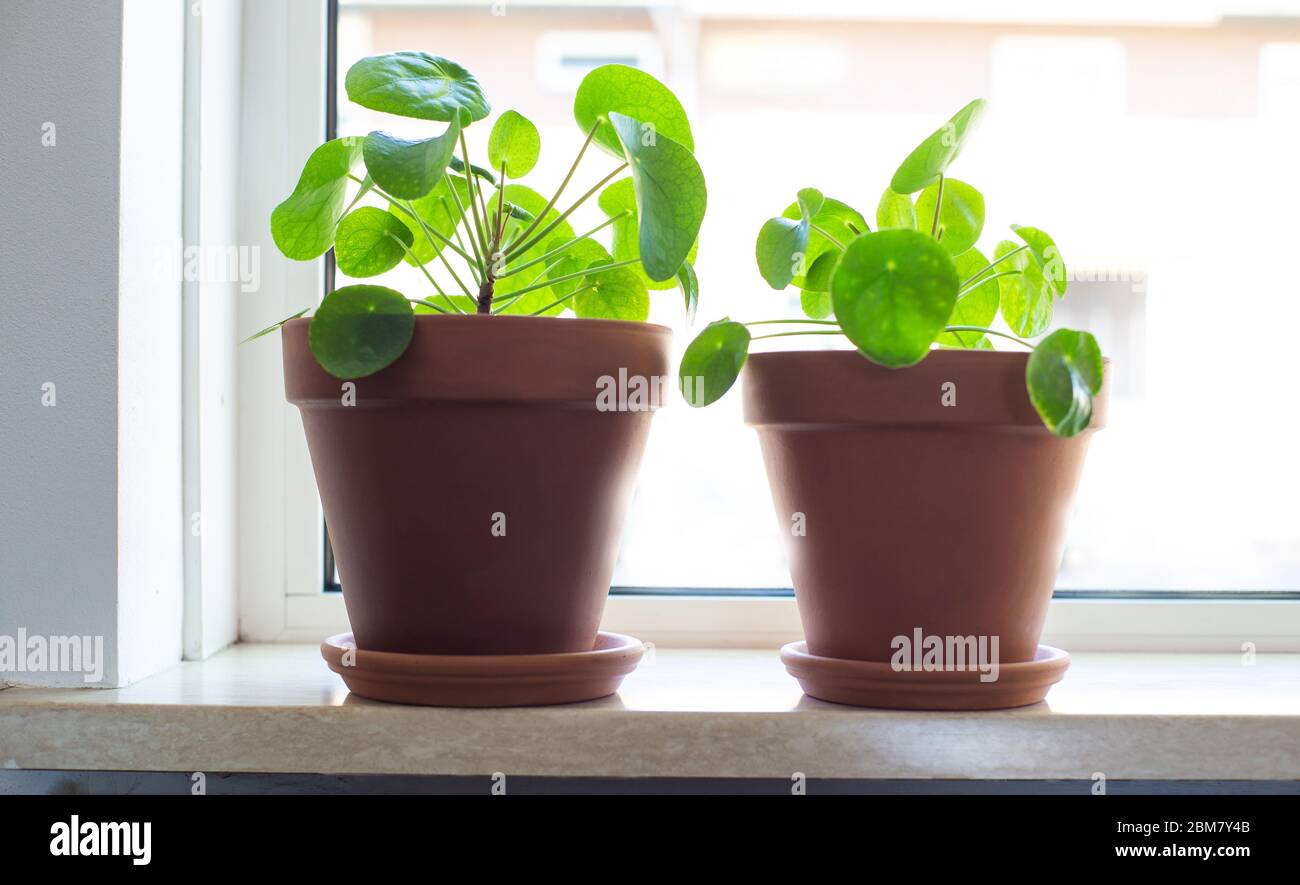 Pilea peperomioides, usine chinoise d'argent, usine d'OVNI ou usine de Pancake dans le design rétro moderne décoration de maison Banque D'Images