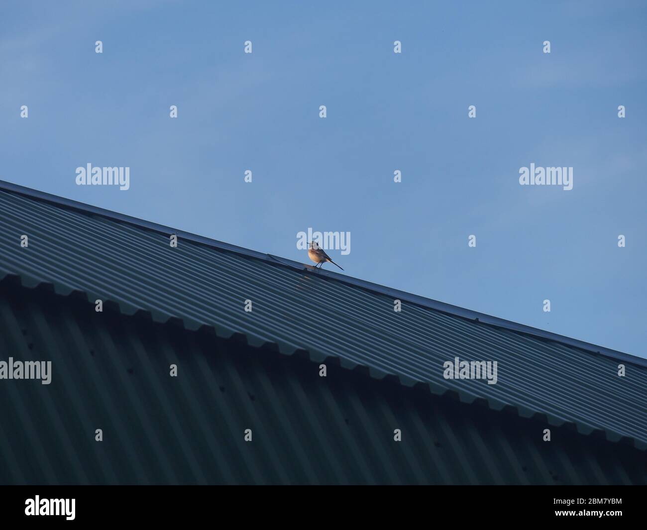 Un Wagtail est situé sur le toit d'un bâtiment. Un petit oiseau gris. Animal sauvage. Banque D'Images