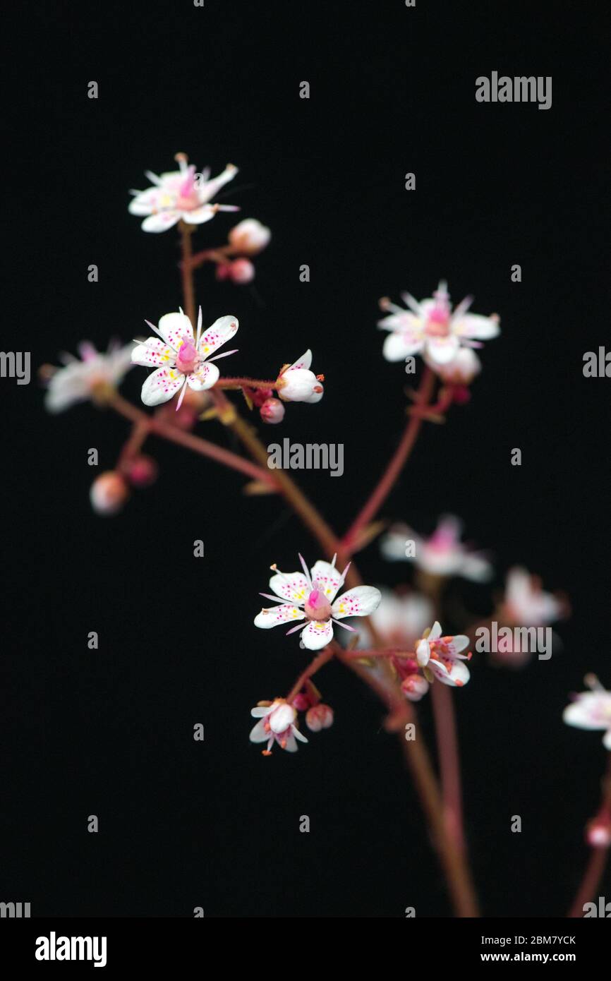 Gros plan de la plante de fierté de Londres en fleur. Banque D'Images