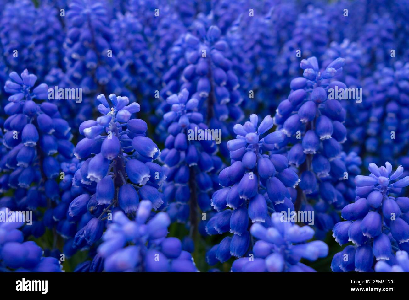 Plante de jacinthe de raisin Banque de photographies et d'images à haute  résolution - Alamy