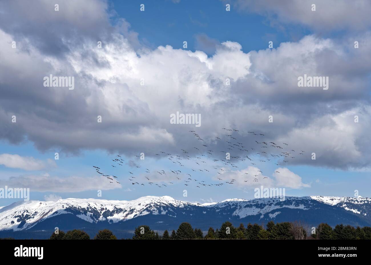 Grand troupeau d'oies des neiges volant au-dessus des montagnes près de Gustavus Alaska au printemps avec des nuages puffy Banque D'Images