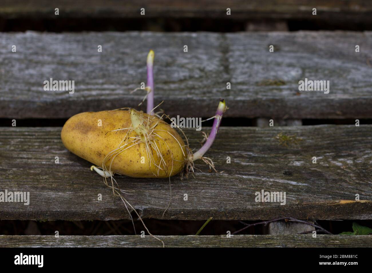 Pomme de terre germé sur une table en bois, orientation horizontale Banque D'Images