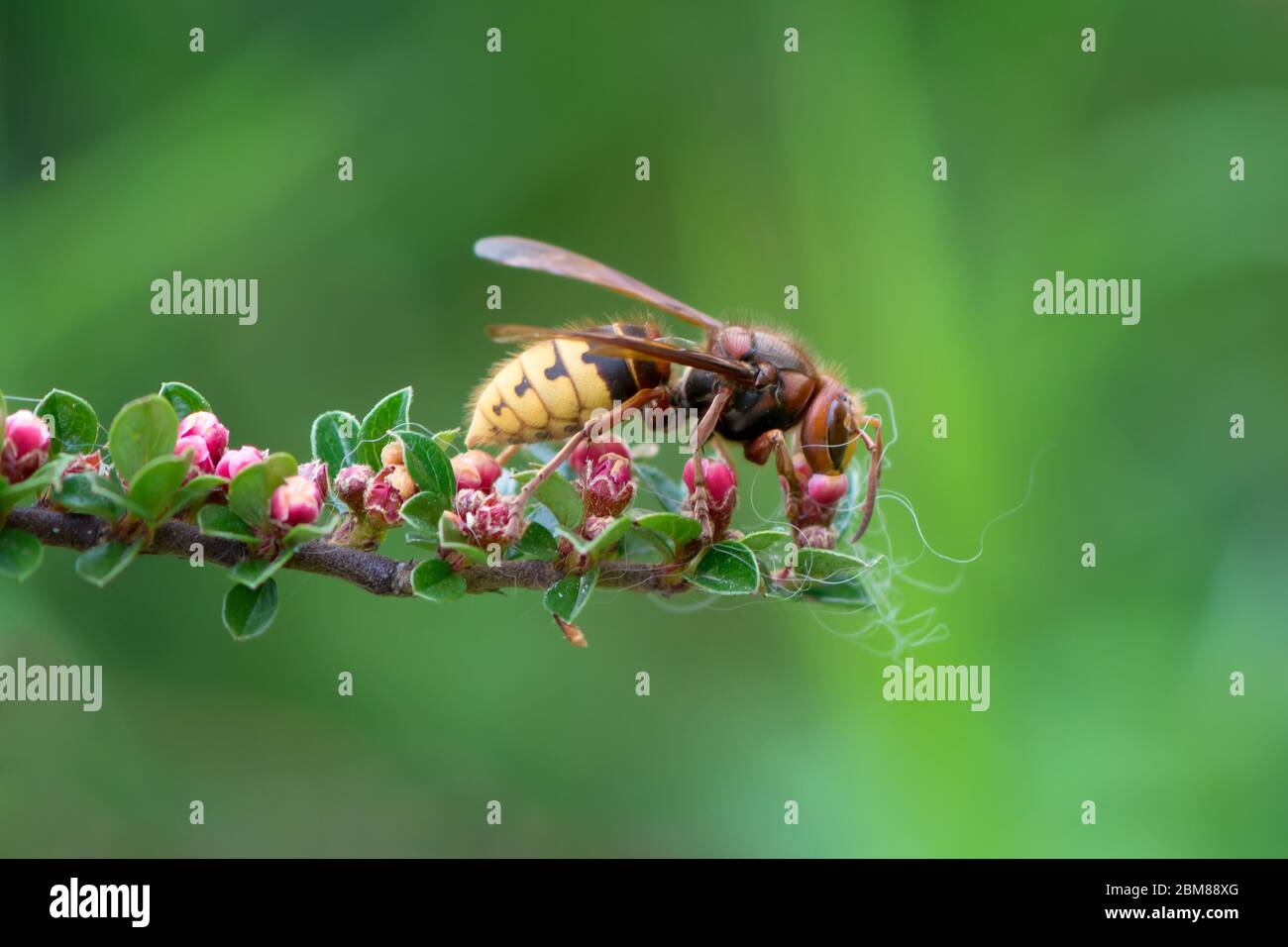 Vue rapprochée de l'european hornet (vespa crabro) nourrissant sur le nectar de fleurs de cotononaster, fond vert Banque D'Images