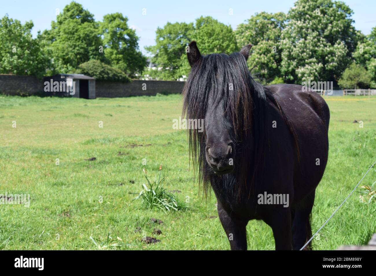 Poney noir avec Mane sur ses yeux dans un champ vert Banque D'Images