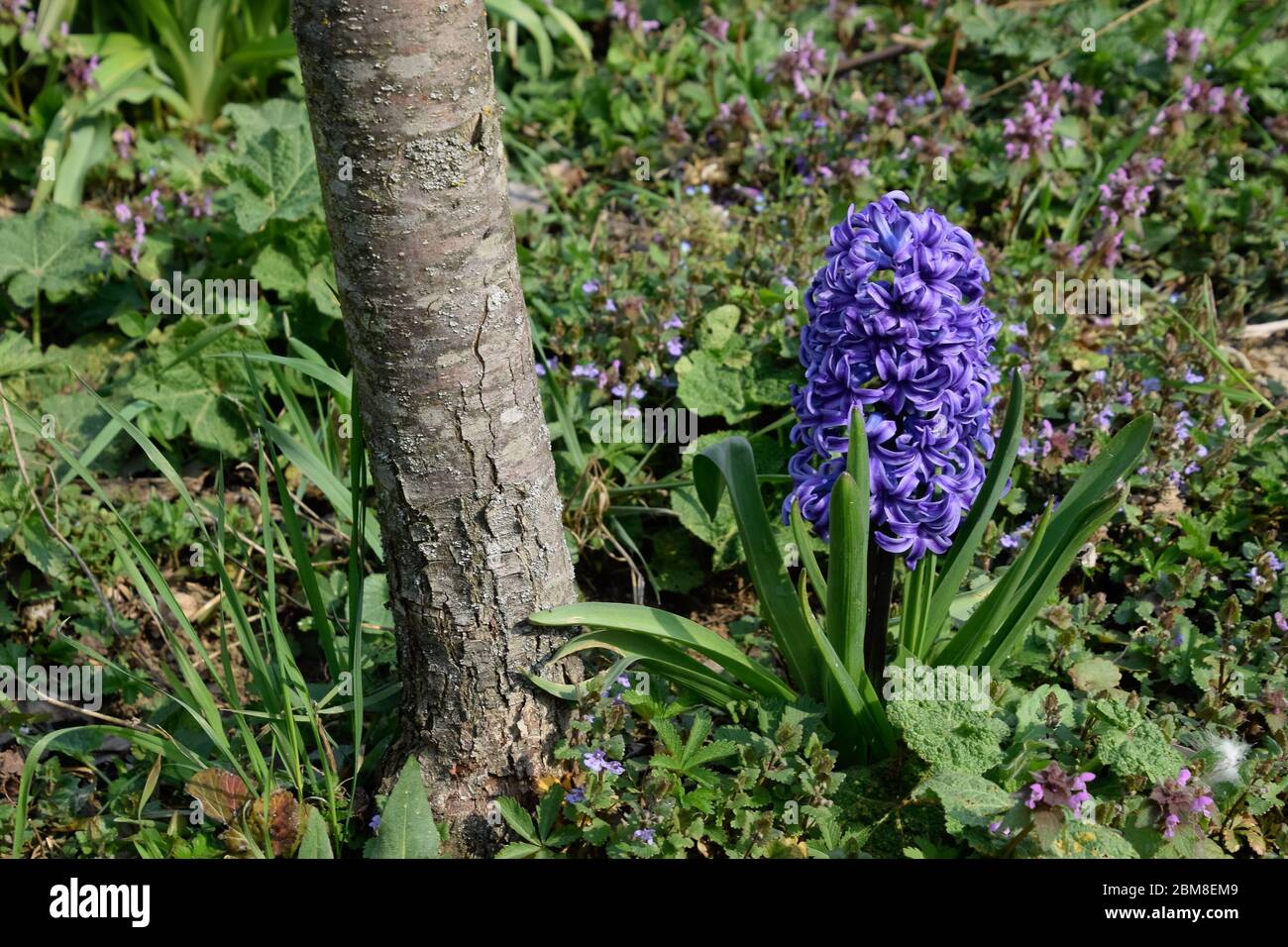 Jacinthe poussant dans le jardin sous l'arbre. Banque D'Images