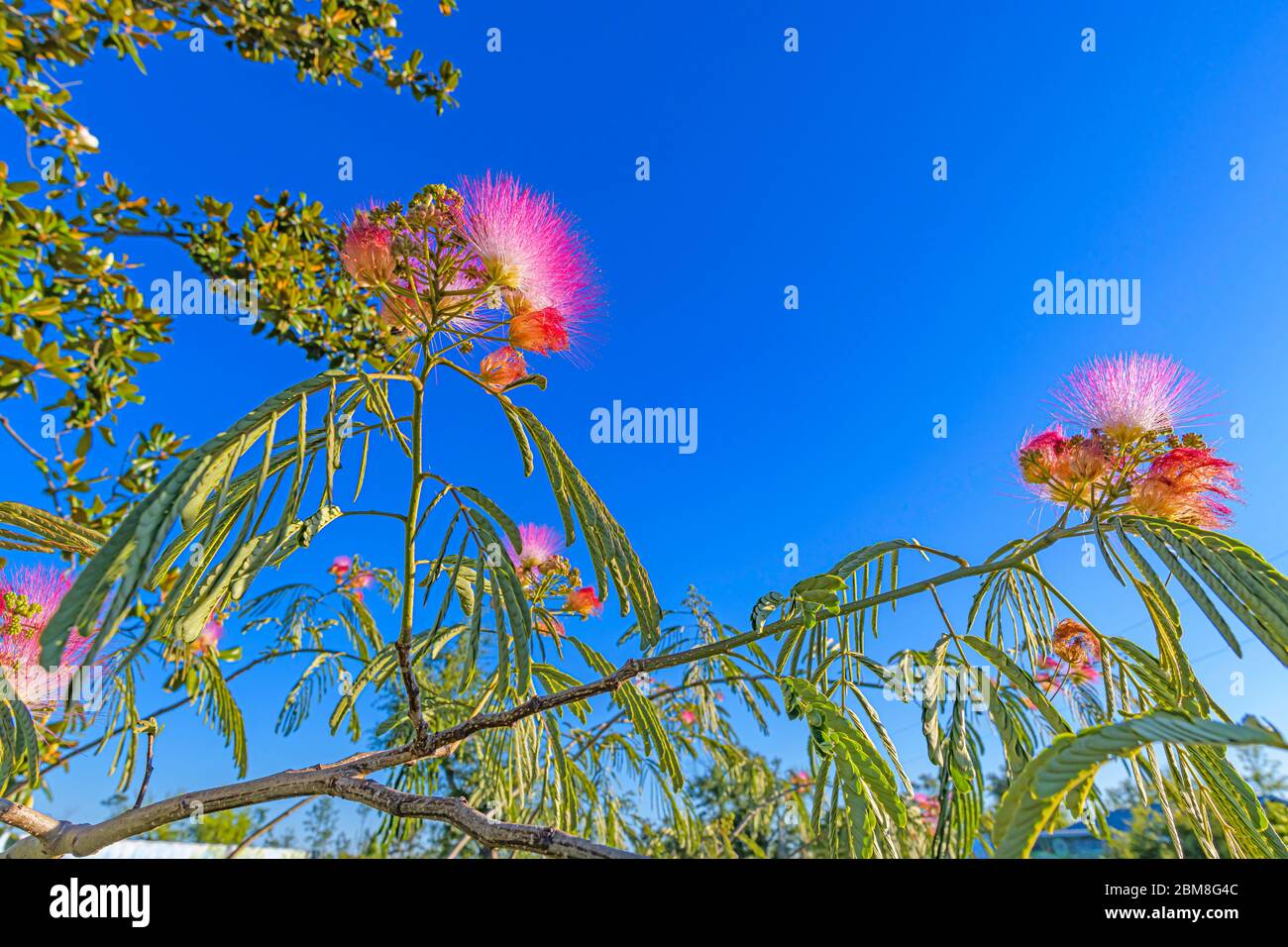 2020 macro grand angle au printemps de la branche et des fleurs mimosa Banque D'Images