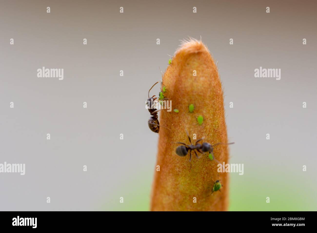 ANT stimulant un puceron pour excquer la mélasse douce Banque D'Images