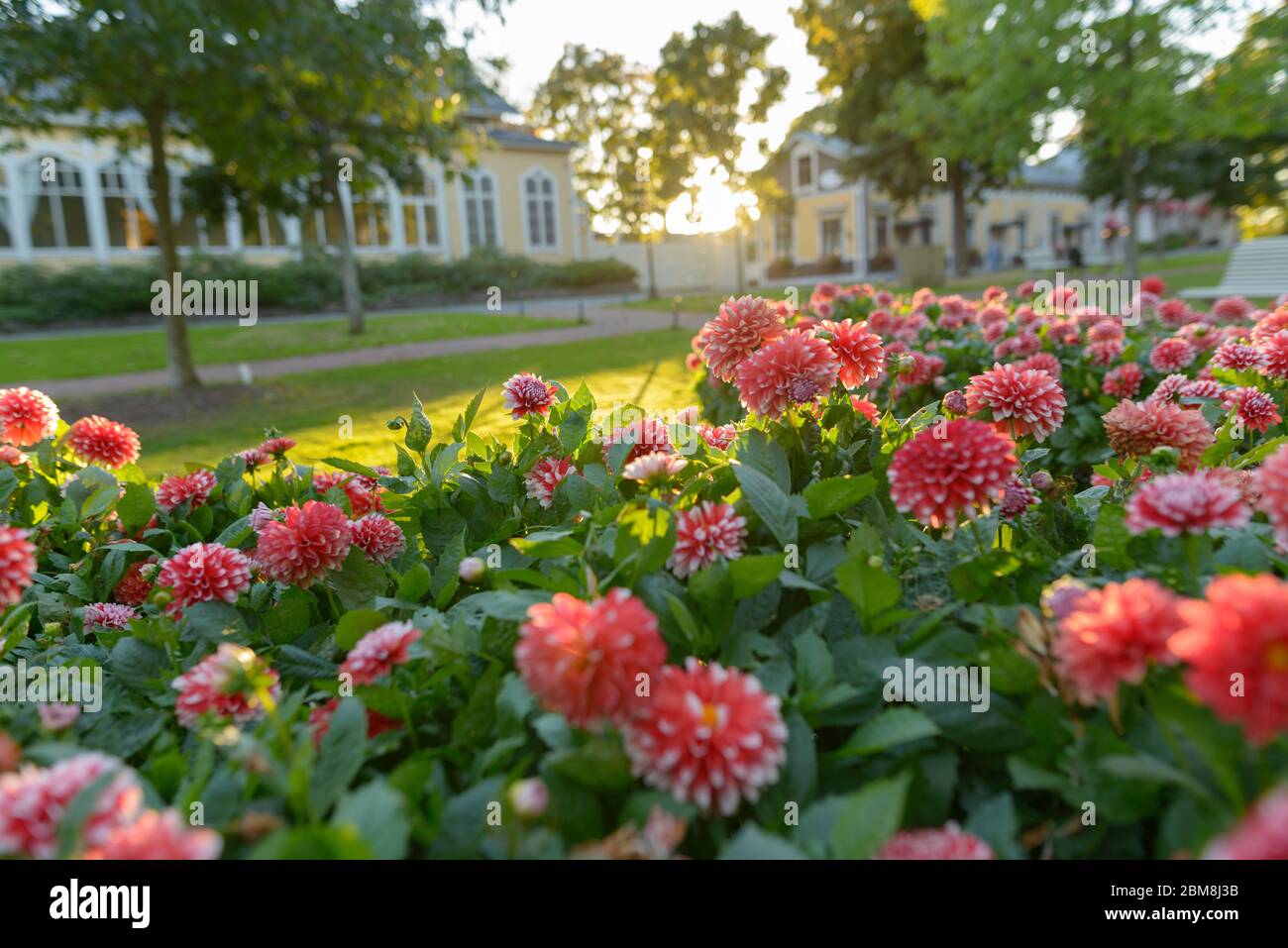 Belles fleurs rouges avec des bouts blancs dans le jardin à l'extérieur Banque D'Images