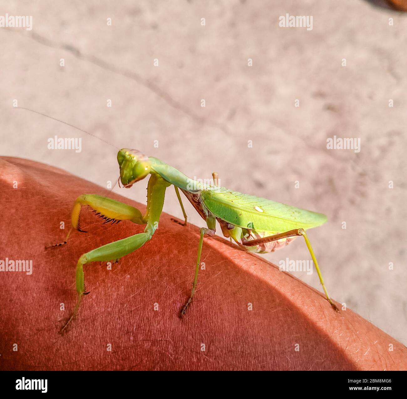 Une mantis femelle, un insecte de la mante prédatrice sur une main humaine. Banque D'Images