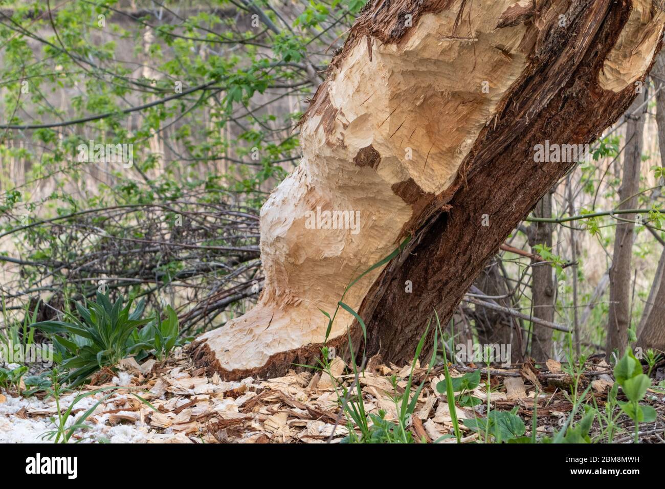 Grand arbre mâché mangé par les castors dans la forêt sauvage de printemps près de la rive. Dégâts causés par des animaux sauvages Banque D'Images