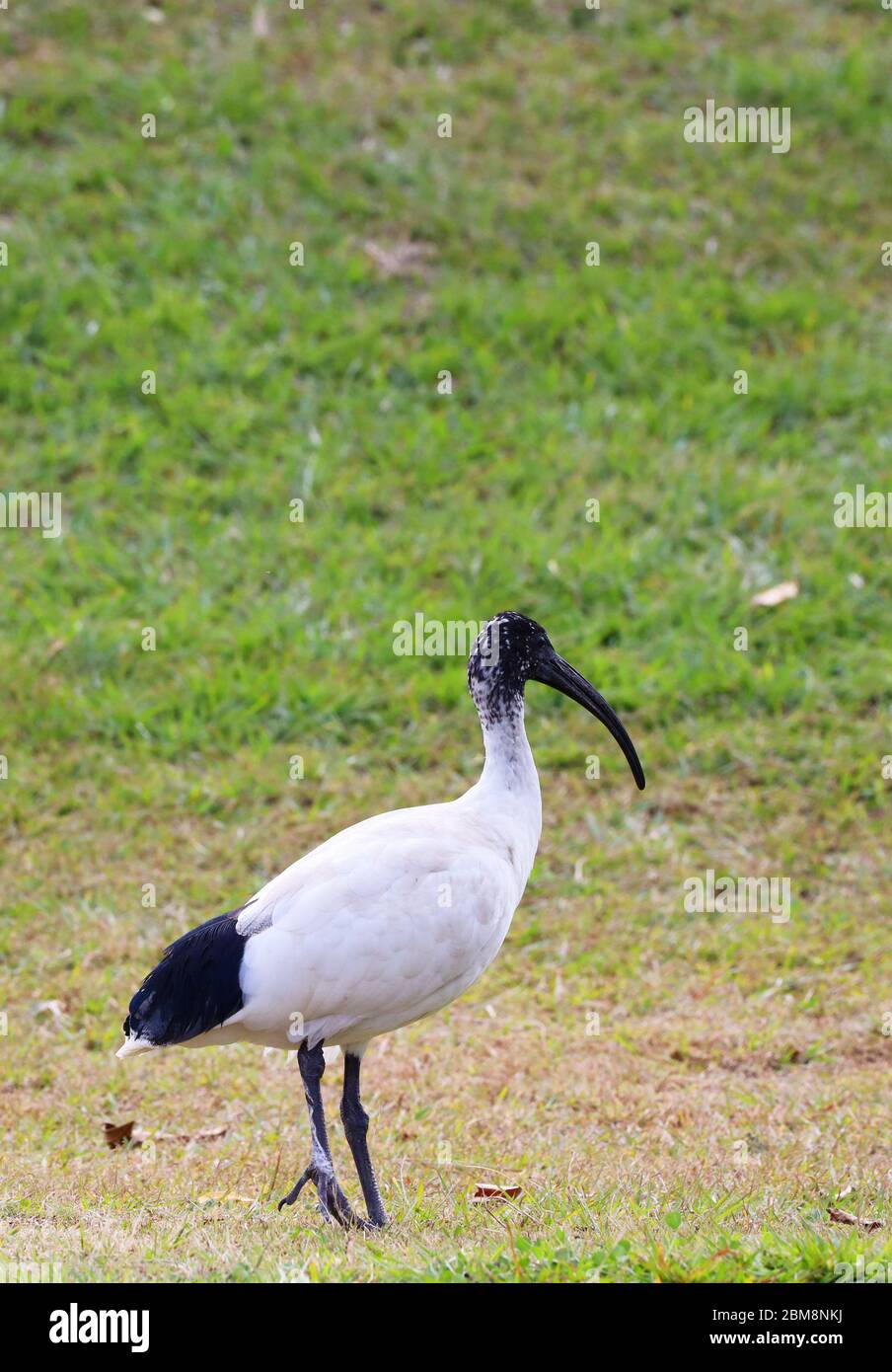 Animaux dans le parc: Oiseaux à l'extérieur du parc lors d'une belle journée, la nature est belle et libre. Des couleurs éclatantes de près. Banque D'Images